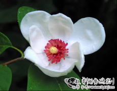 “植物活化石”天女木兰竞相绽放，这是“天女”在人间播下的花种